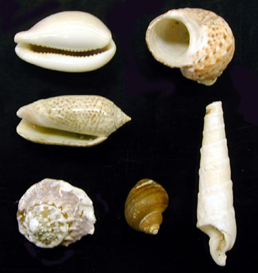 gastropoda