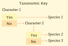 taxonomic key model