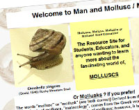 Malacology.net, mollusks taxonomy, shells names ...