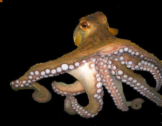 cephalopoda