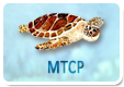 Marine Turtles Conservation Program