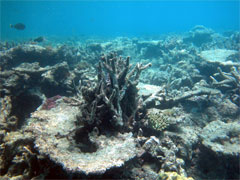 dead coral