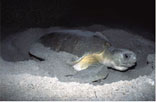 flatback turtle