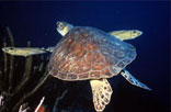 green turtle