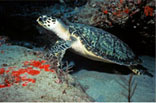 hawksbill turtle