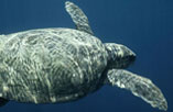 loggerhead turtle