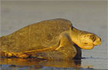 olive ridley