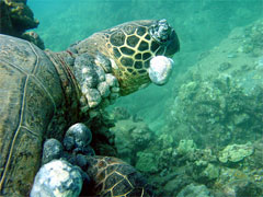 turtle with fibropapillomatosis