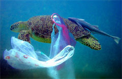 turtle and plastic